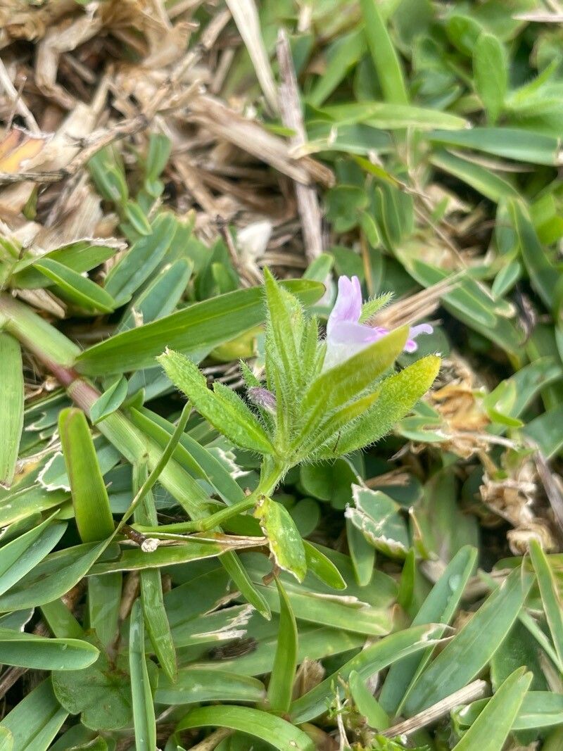 Dianthera laevilinguis — search result for 'Dianthera'