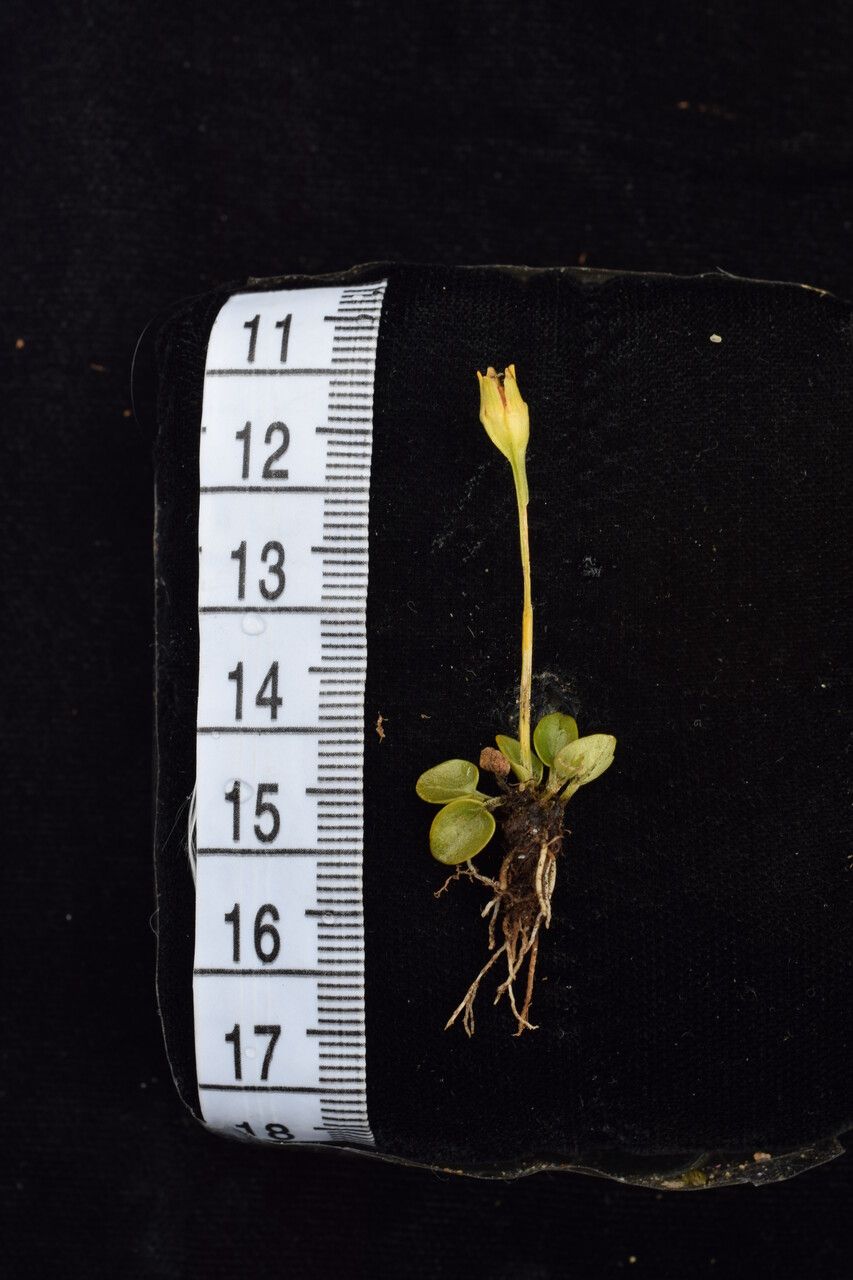 Parnassia pusilla other