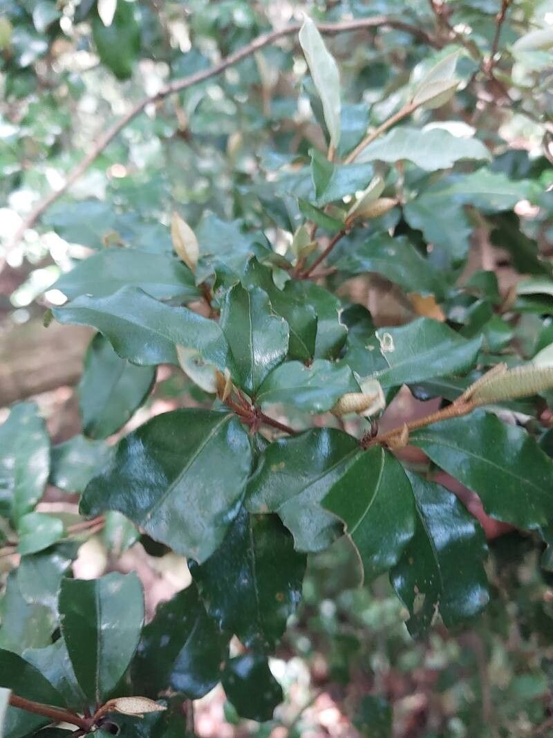 Croton hypochalibaeus — houseplant care guide