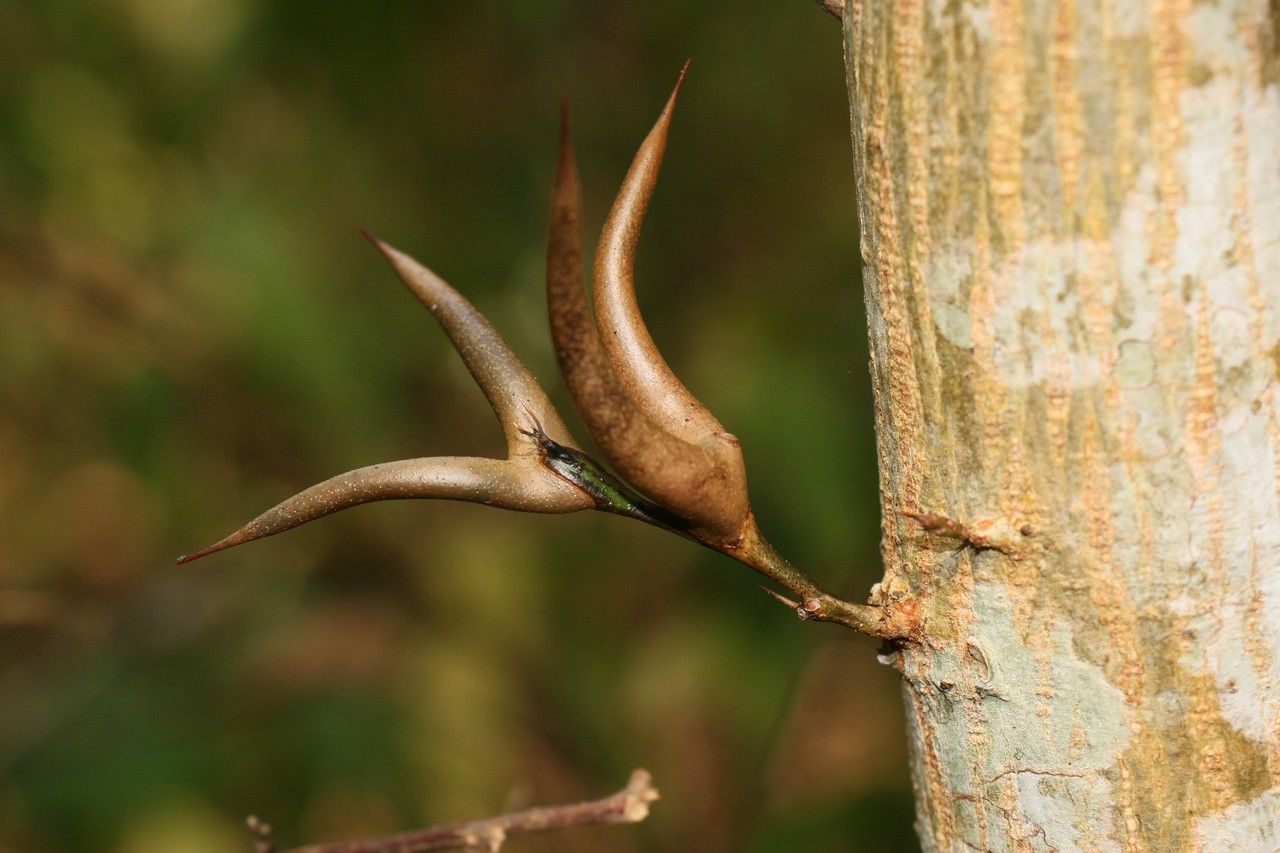 Acacia cornigera fruit