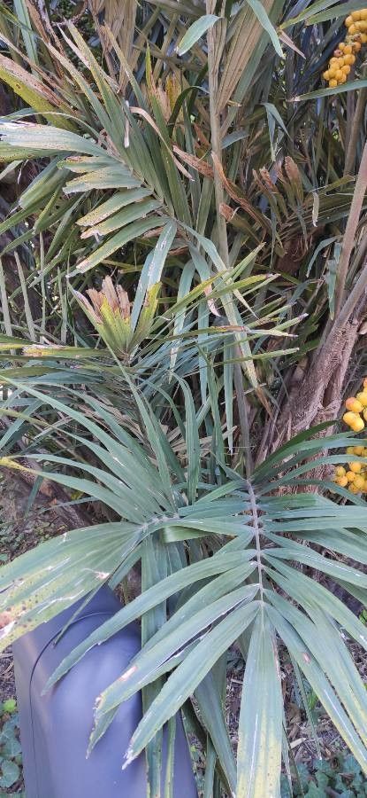 Arenga engleri — search result for 'Palm'