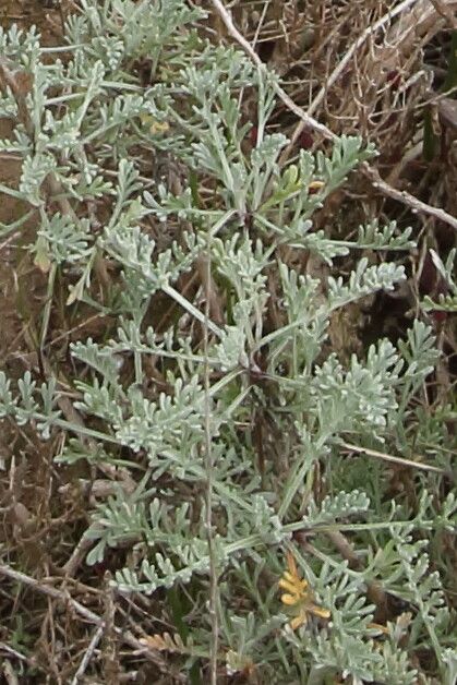 Artemisia caerulescens leaf