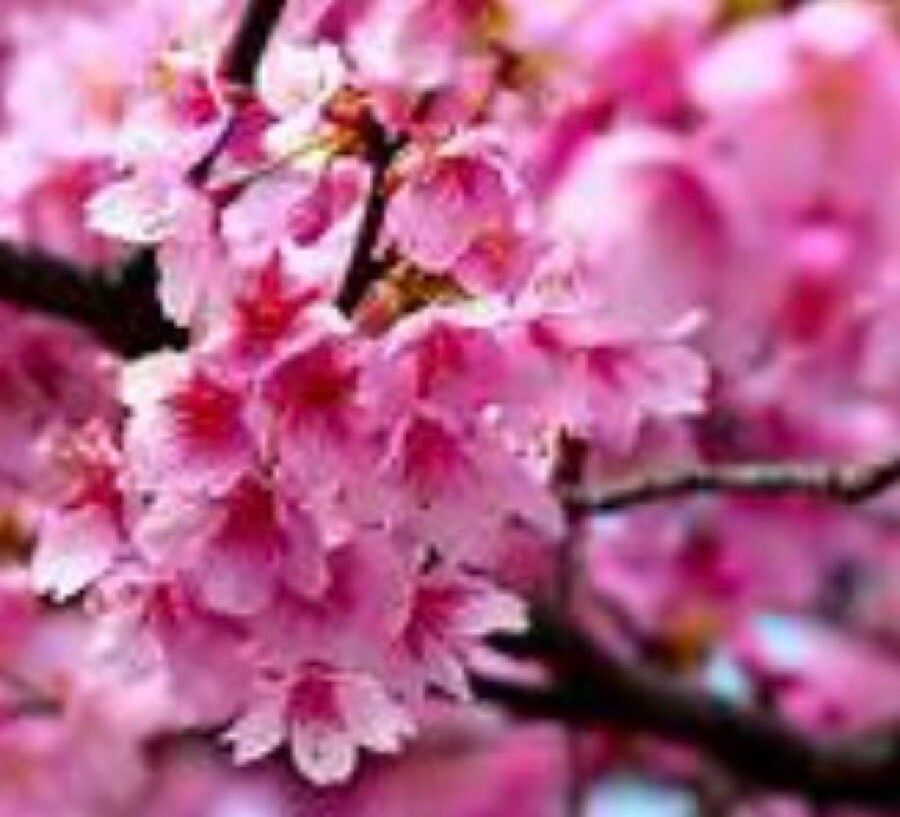 Prunus cerasoides — search result for 'and southwest Asia'