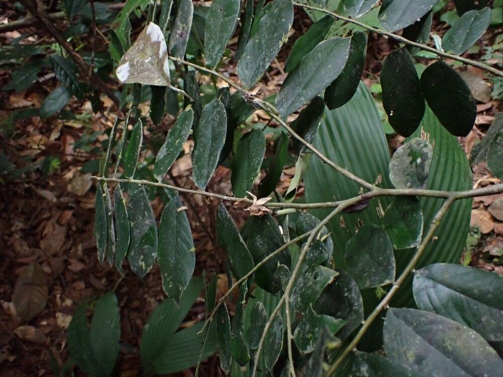 Dicranolepis pulcherrima — houseplant care guide