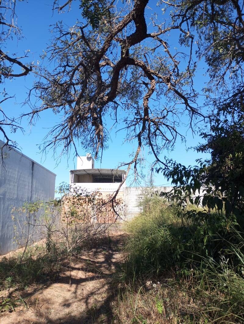 Enterolobium gummiferum habit