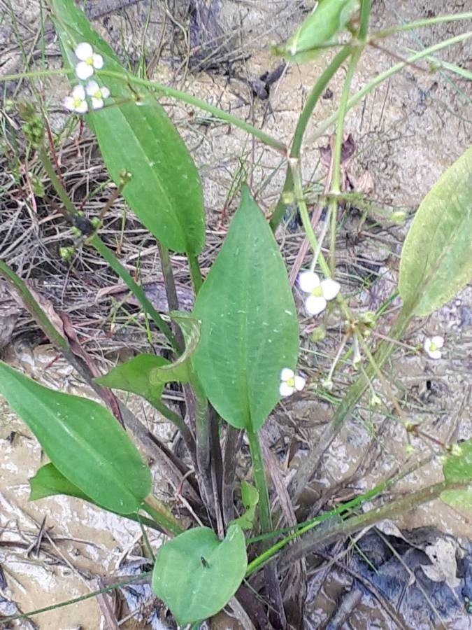 Alisma plantago-aquatica leaf