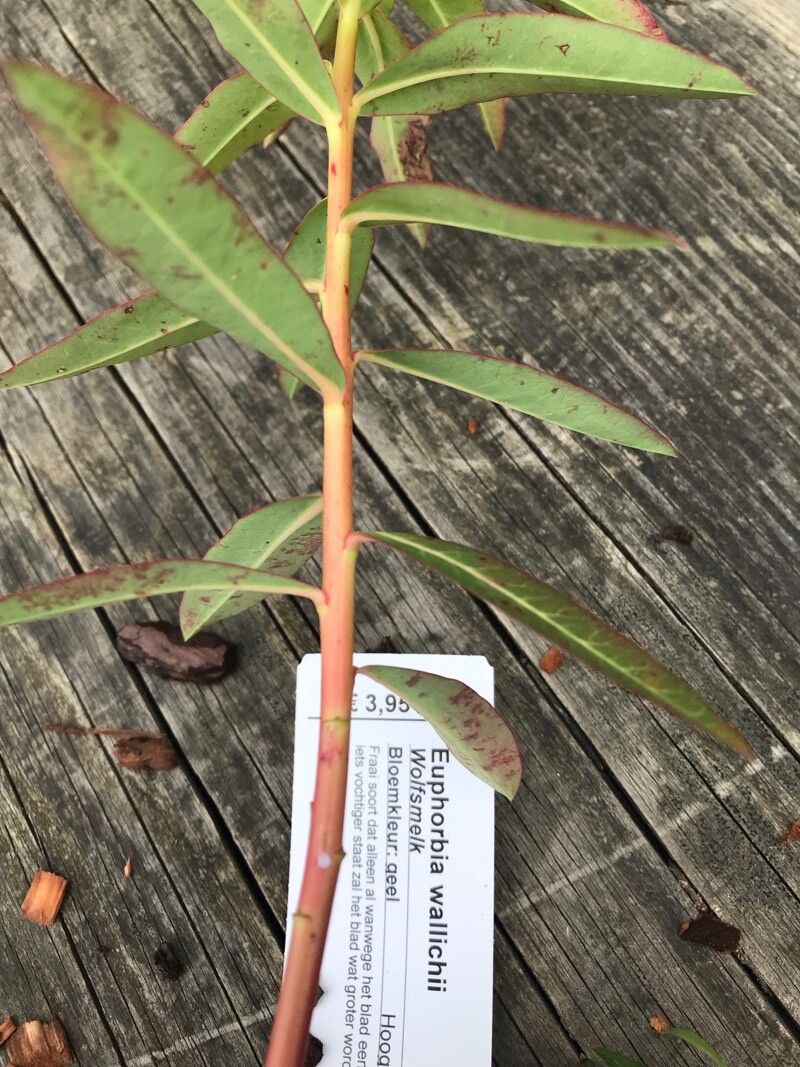 Euphorbia wallichii bark