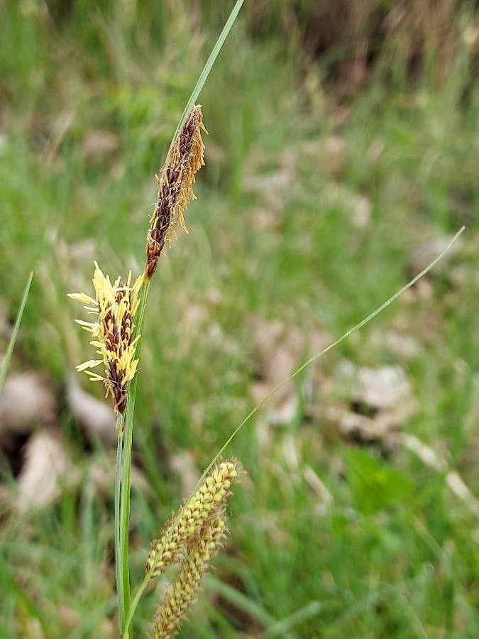 Carex flacca flower
