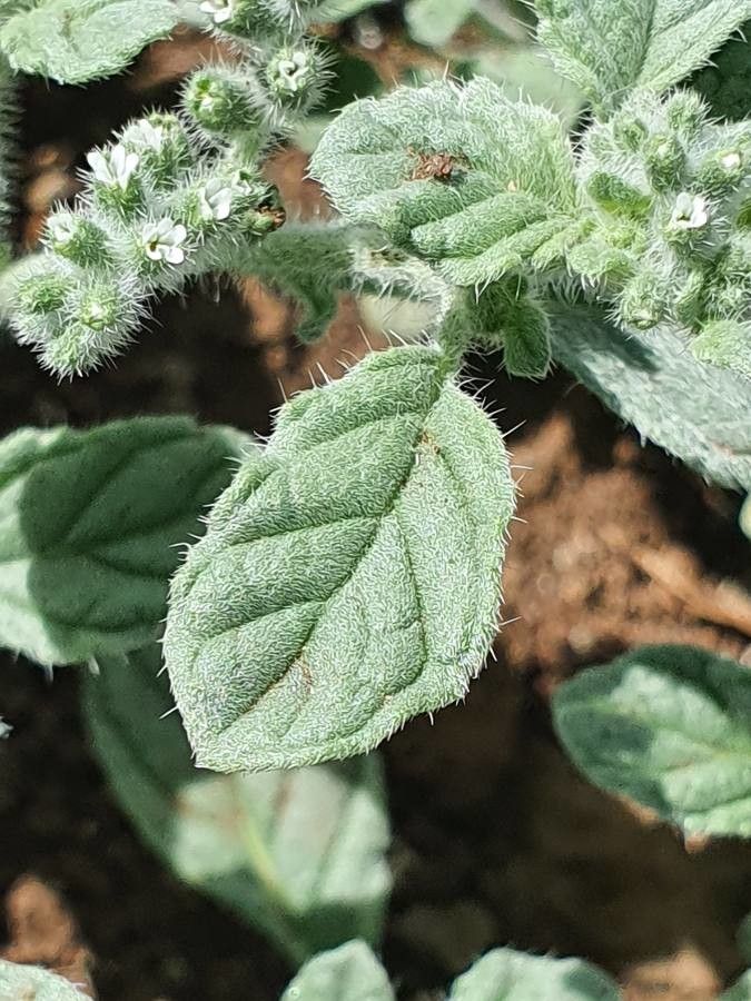 Coldenia procumbens — search result for 'Cordia'