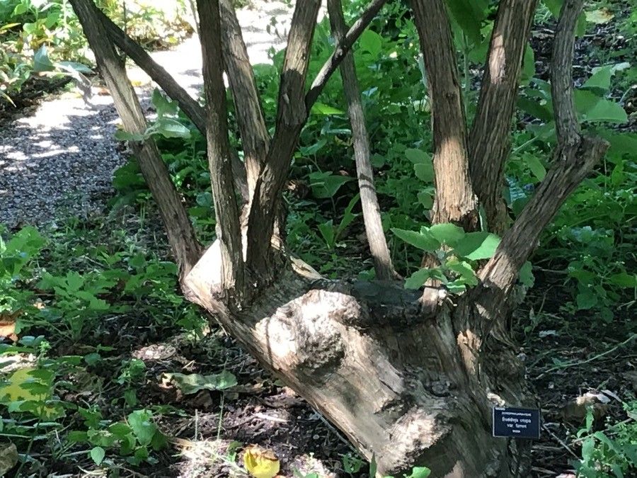 Buddleja crispa bark