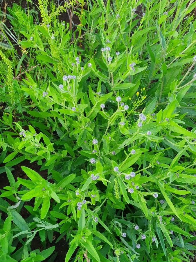 Sphaeranthus steetzii habit