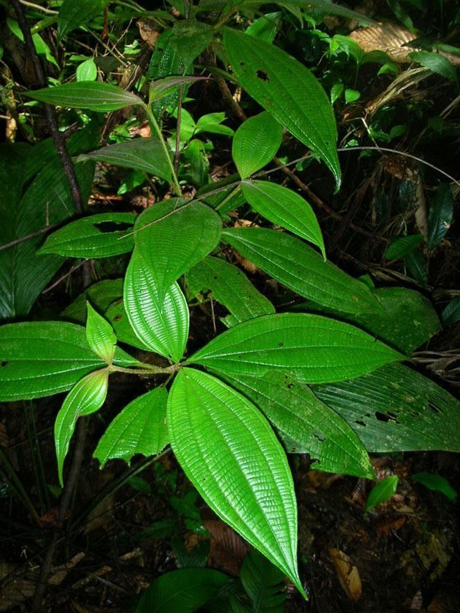 Clidemia hammelii — search result for 'Clidemia'