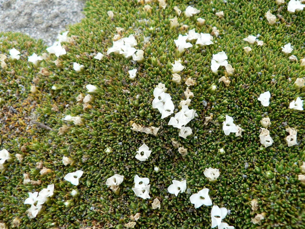 Arenaria dicranoides flower