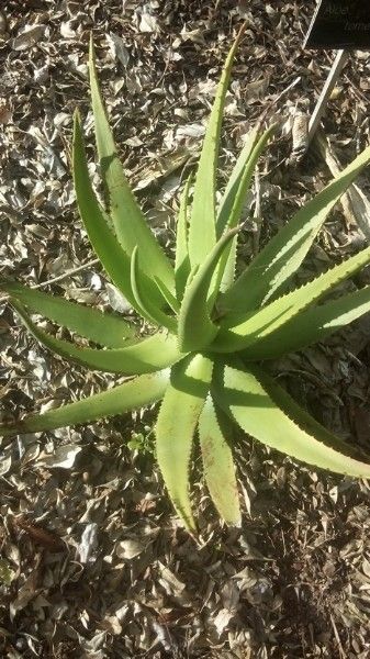 Aloe tomentosa — houseplant care guide
