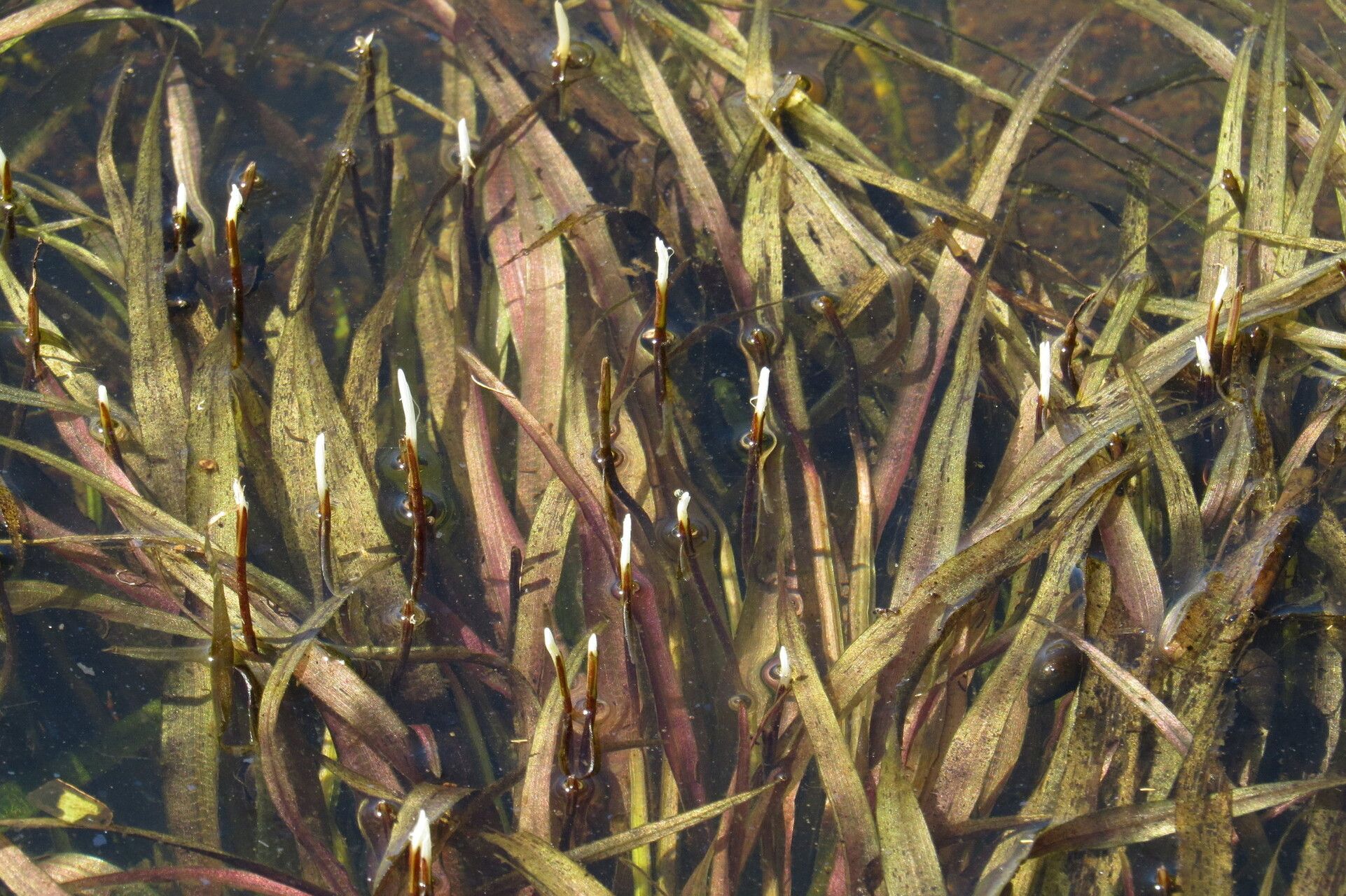 Blyxa aubertii habit