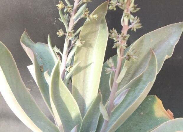 Thompsonella garcia-mendozae — houseplant care guide