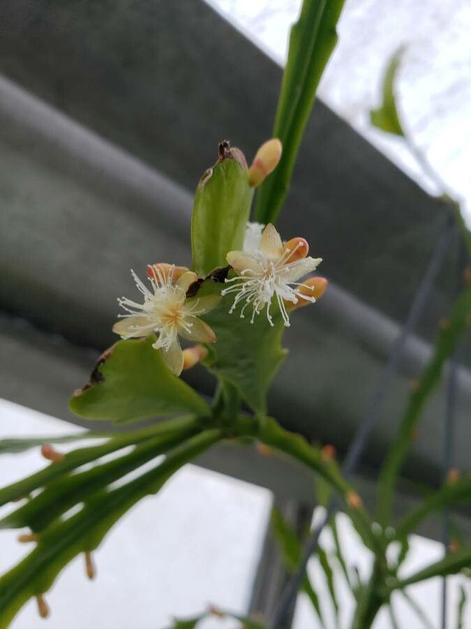 Rhipsalis oblonga flower