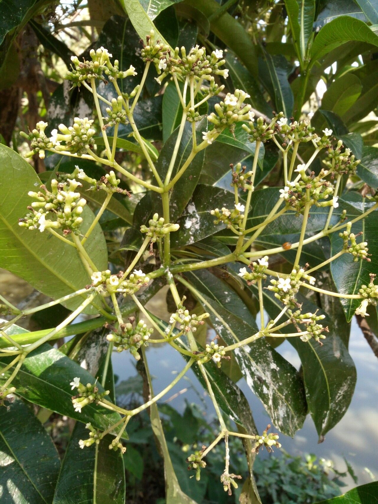 Rauvolfia obtusiflora flower