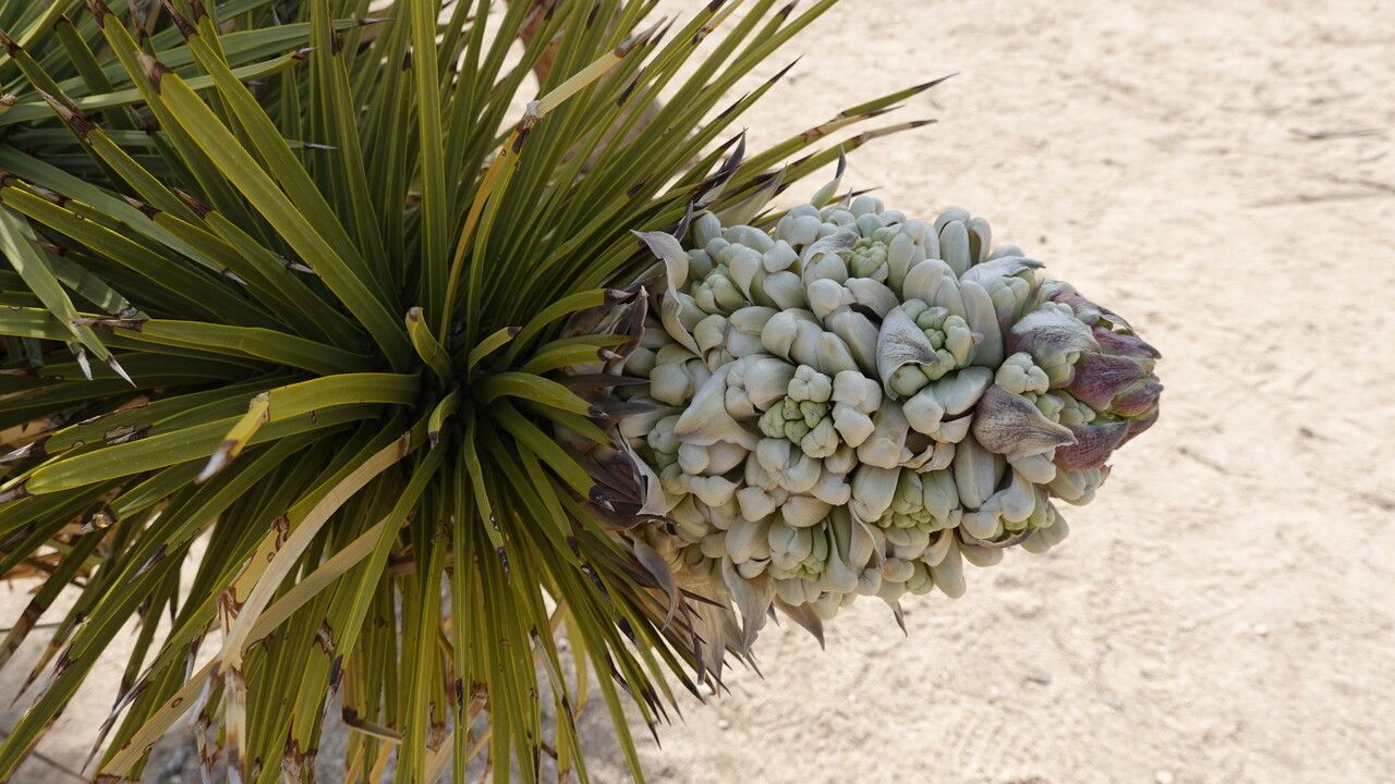 Yucca brevifolia fruit