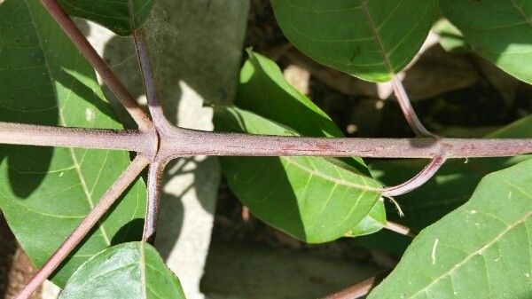 Harungana madagascariensis bark