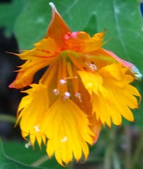 Tropaeolum smithii flower