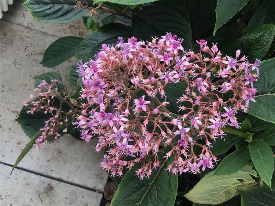 Dichroa febrifuga flower