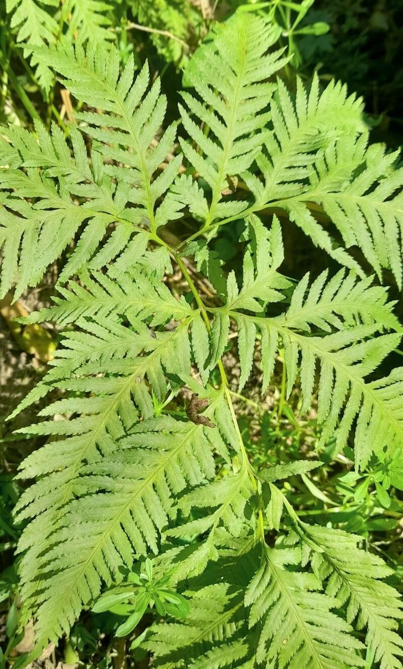Pteris tremula habit