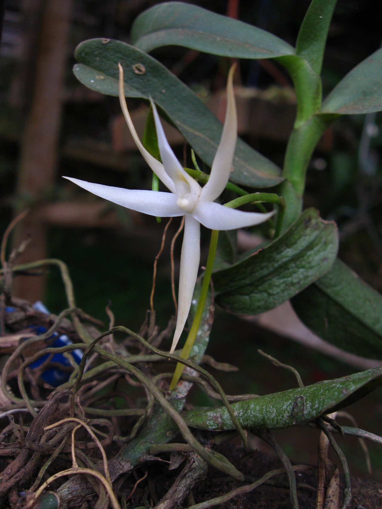 Angraecum sanfordii flower