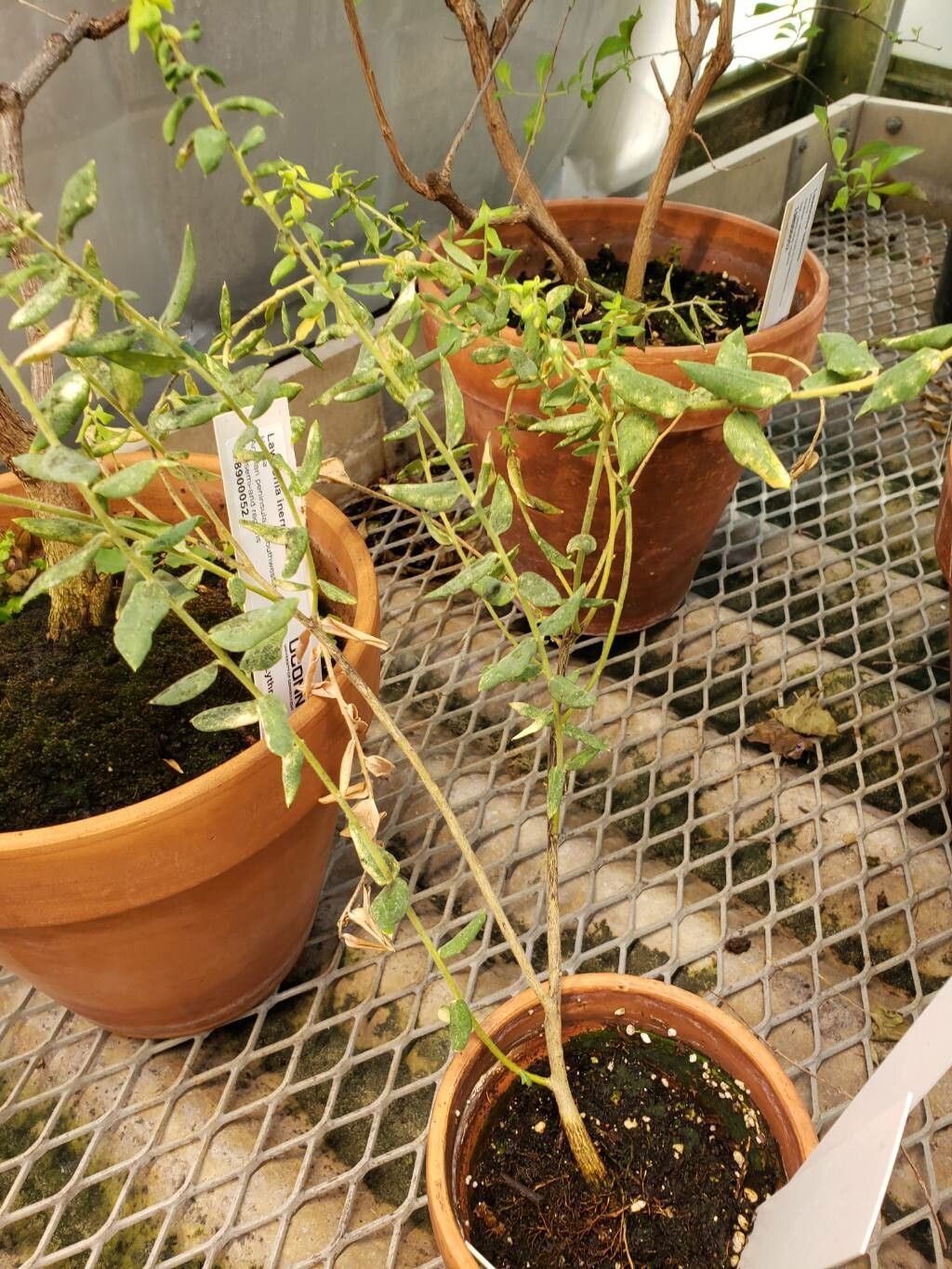 Polygala × dalmaisiana habit