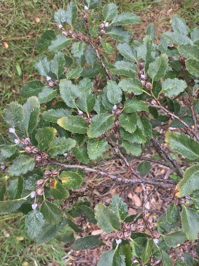 Nothofagus antarctica fruit