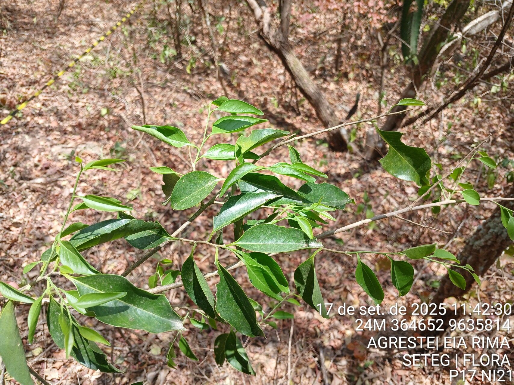Agonandra brasiliensis leaf