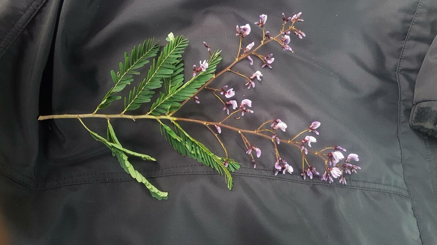 Machaerium hirtum leaf