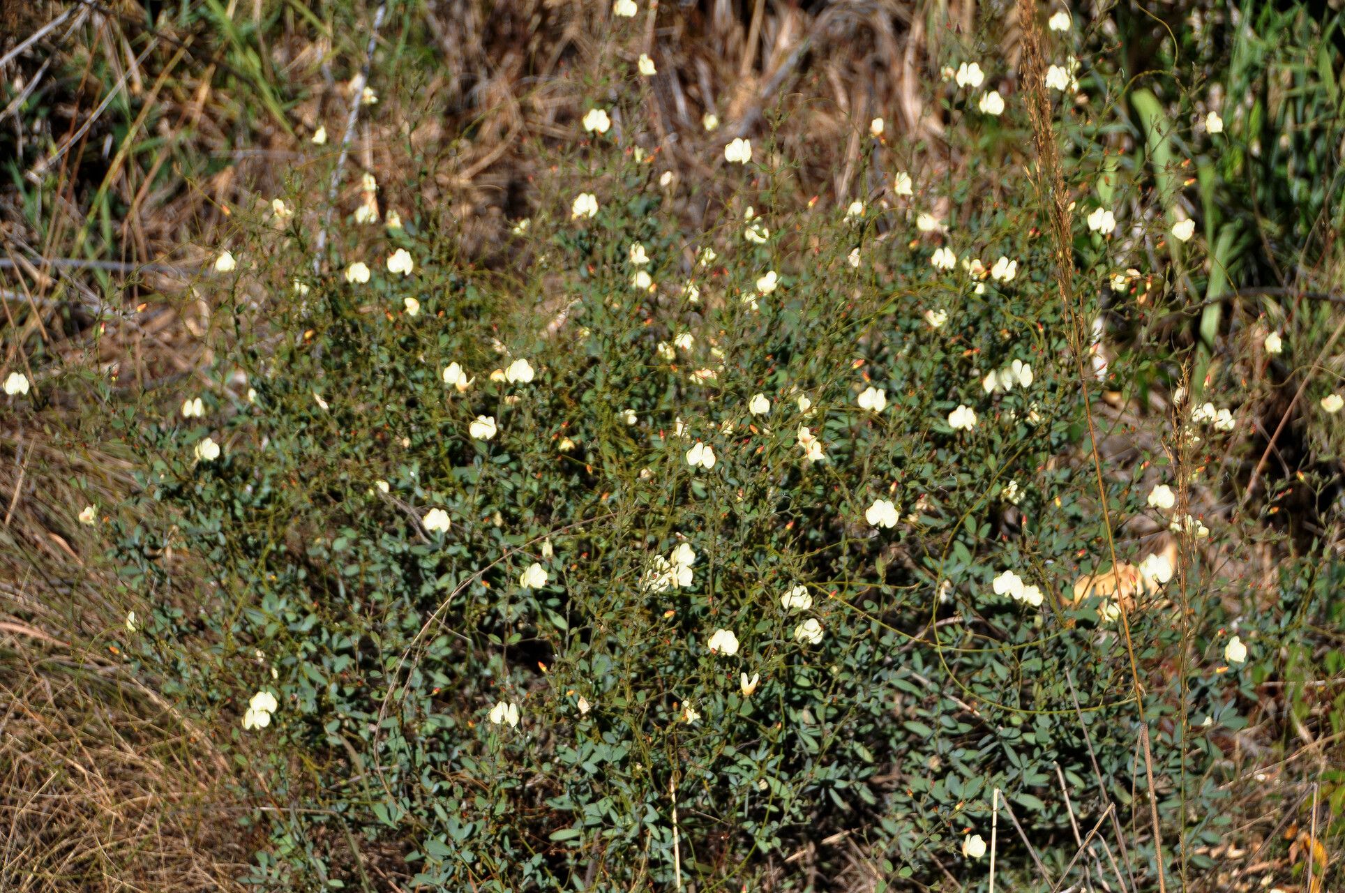 Barleria separata — houseplant care guide