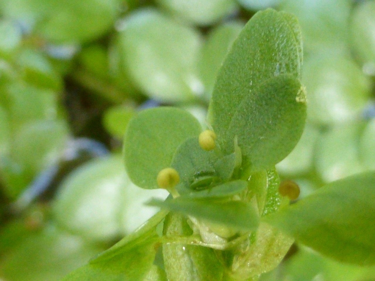 Callitriche brutia flower