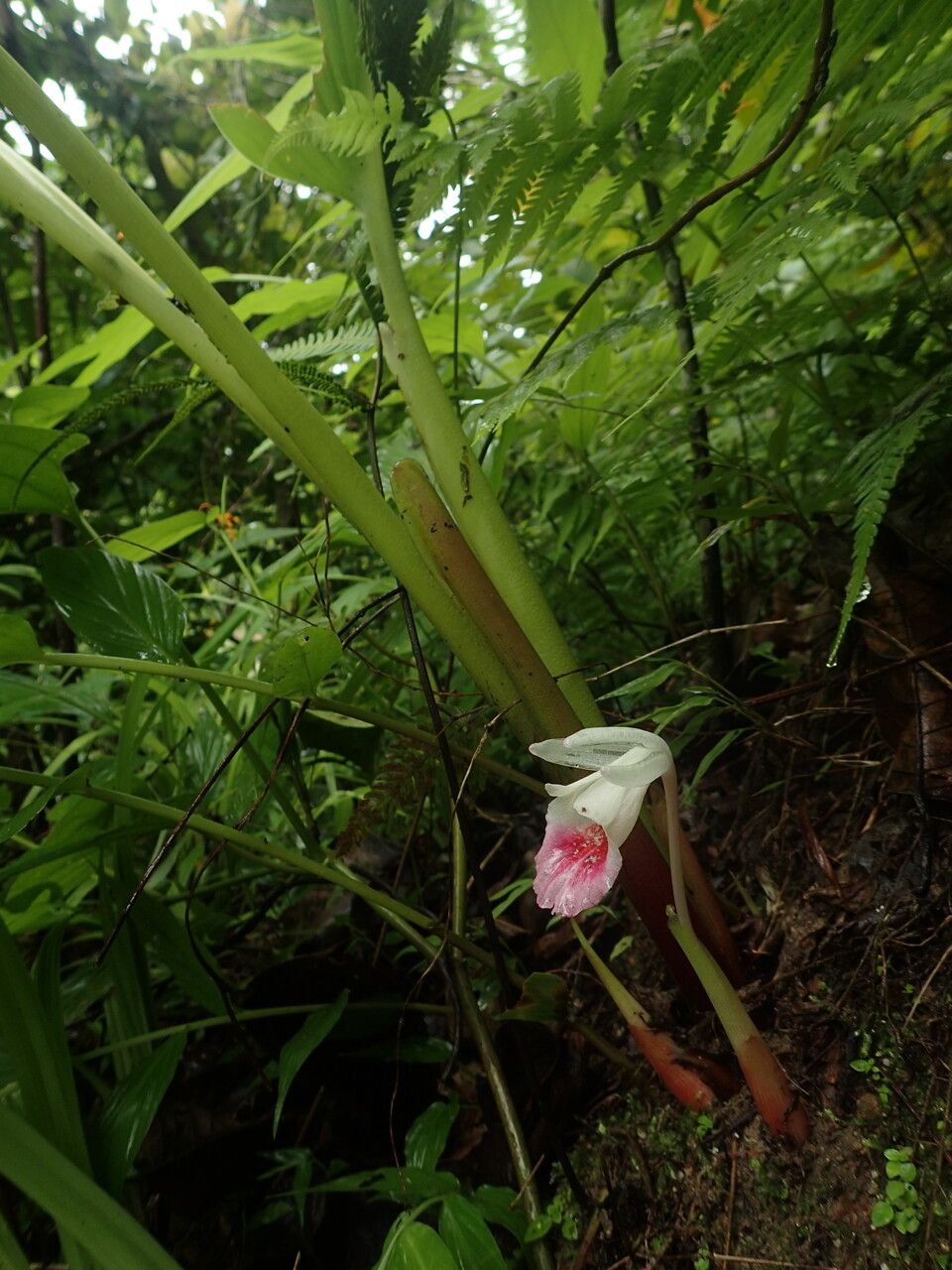 Boesenbergia hamiltonii habit