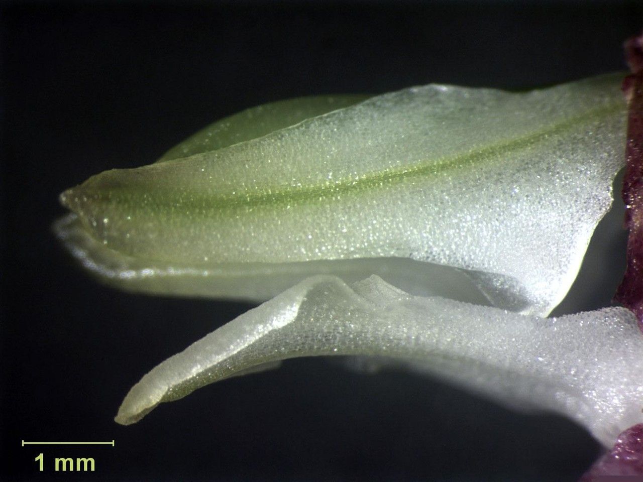 Masdevallia attenuata