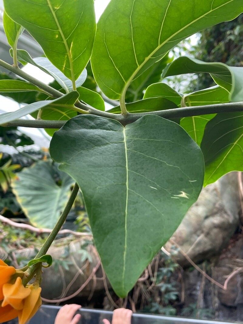 Juanulloa mexicana leaf