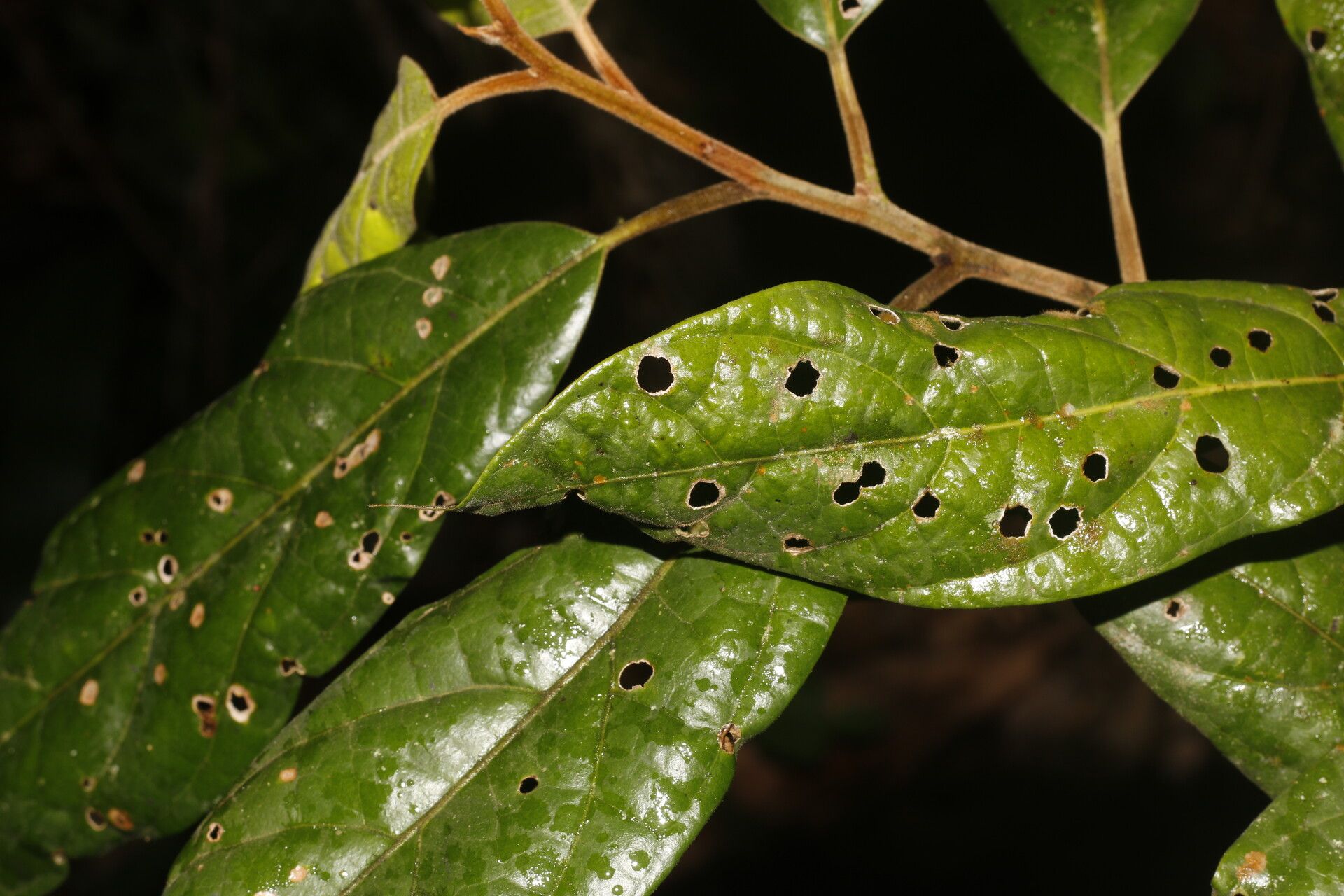 Ocotea atlantica leaf