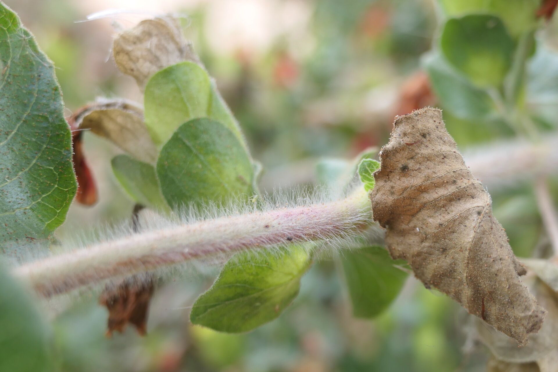 Petalidium bracteatum bark