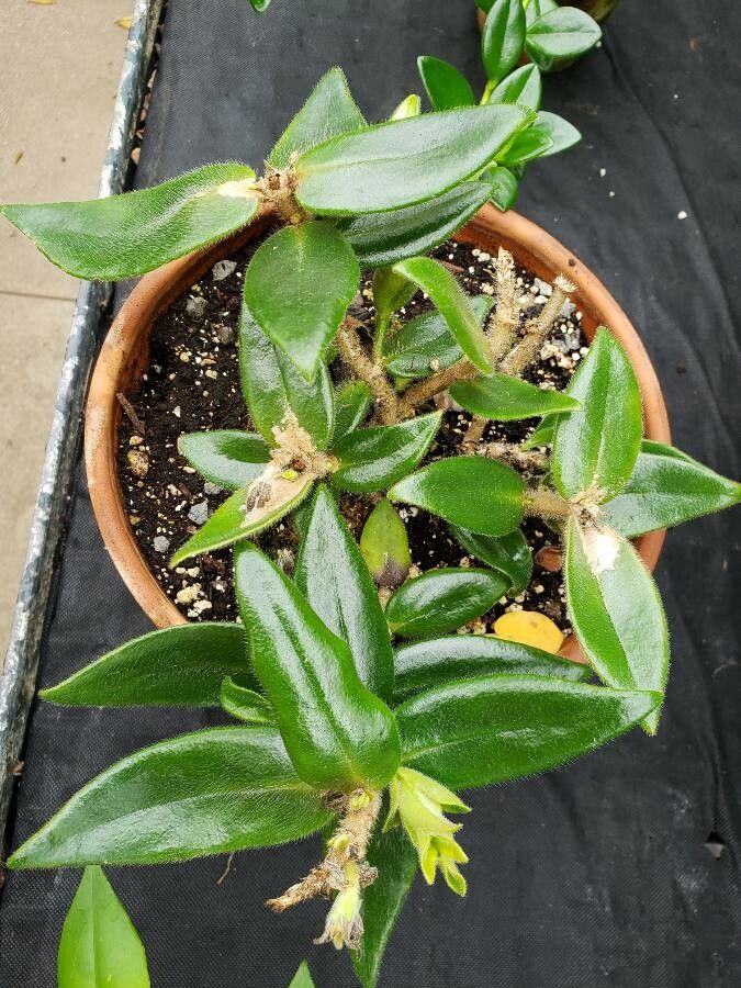 Nematanthus pycnophyllus habit