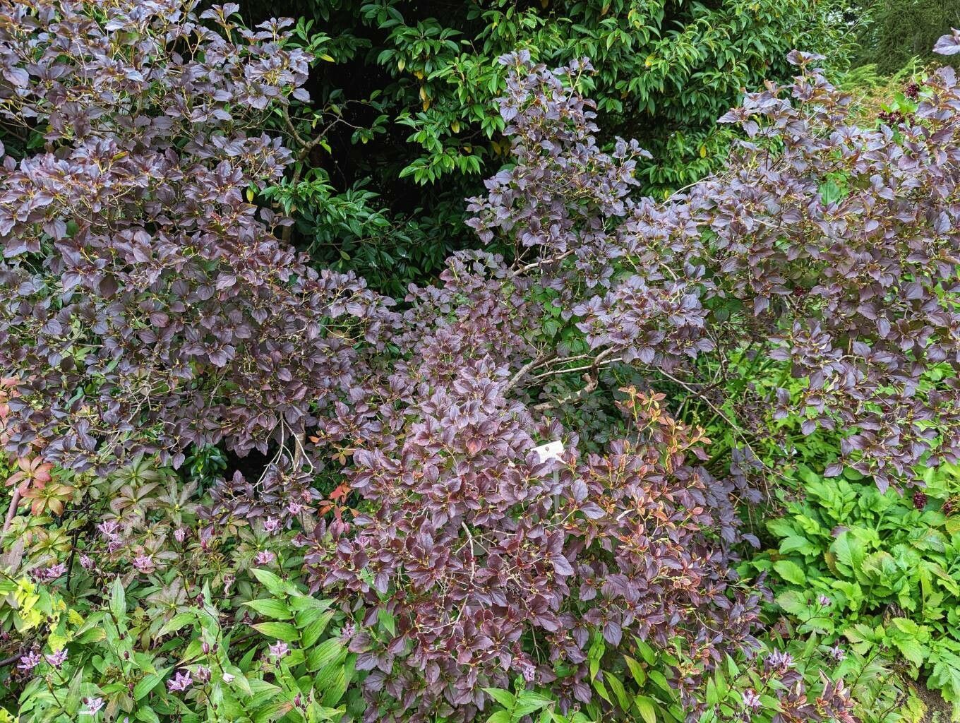 Rhododendron reticulatum habit