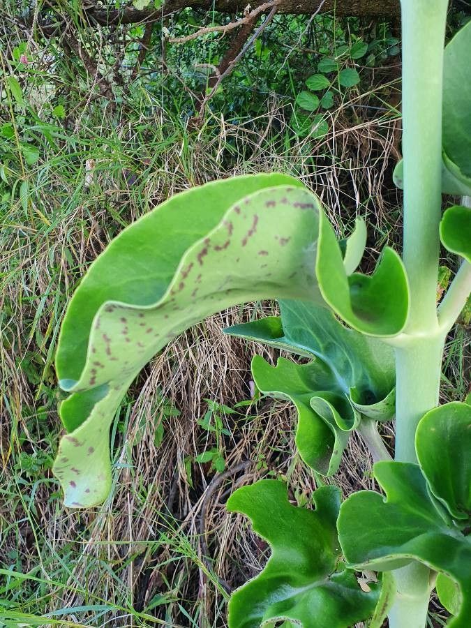 Kalanchoe prittwitzii leaf
