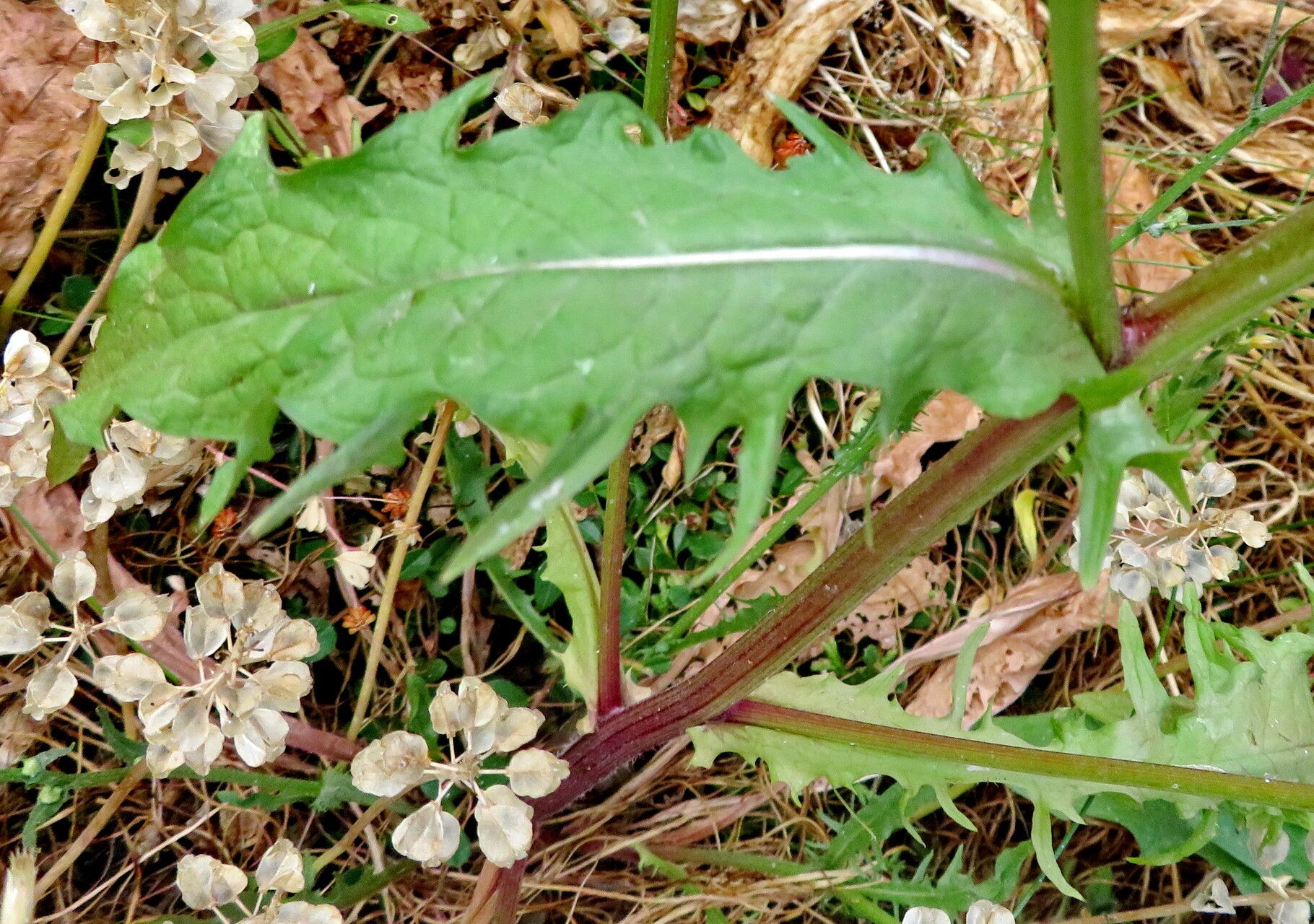 Crepis tectorum — maintenance medium houseplant