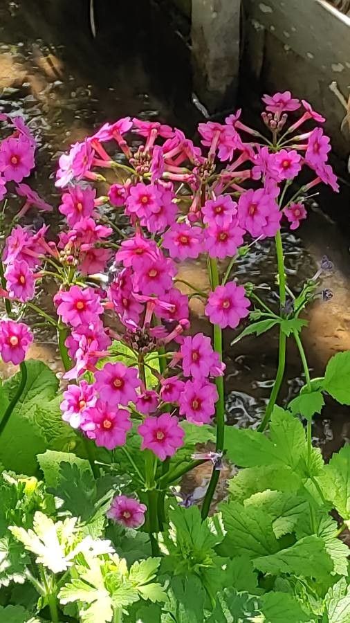 Primula beesiana flower