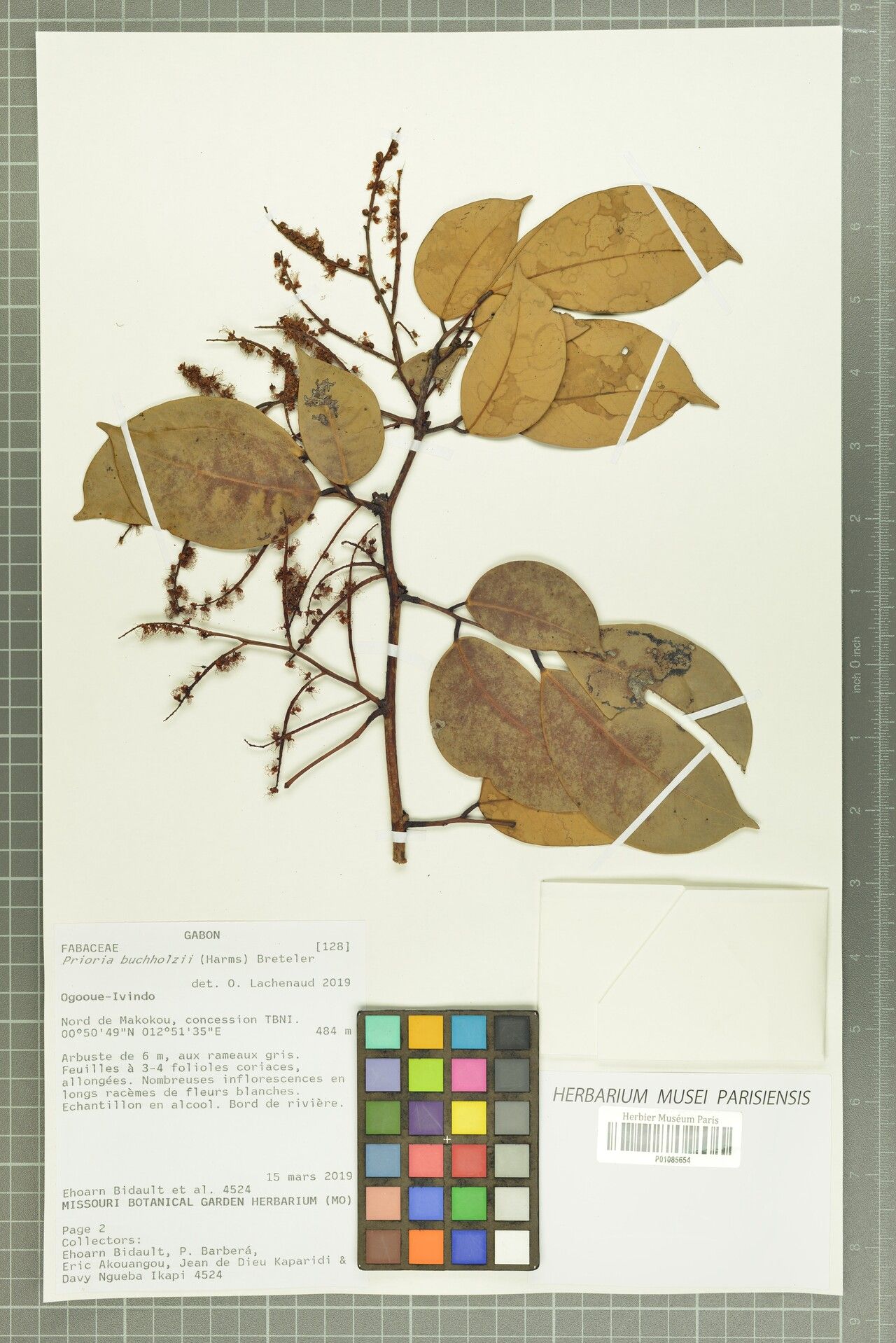 Prioria buchholzii other