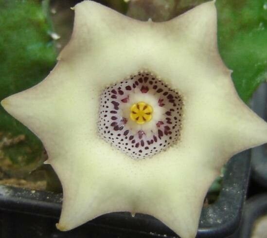 Huernia quinta flower