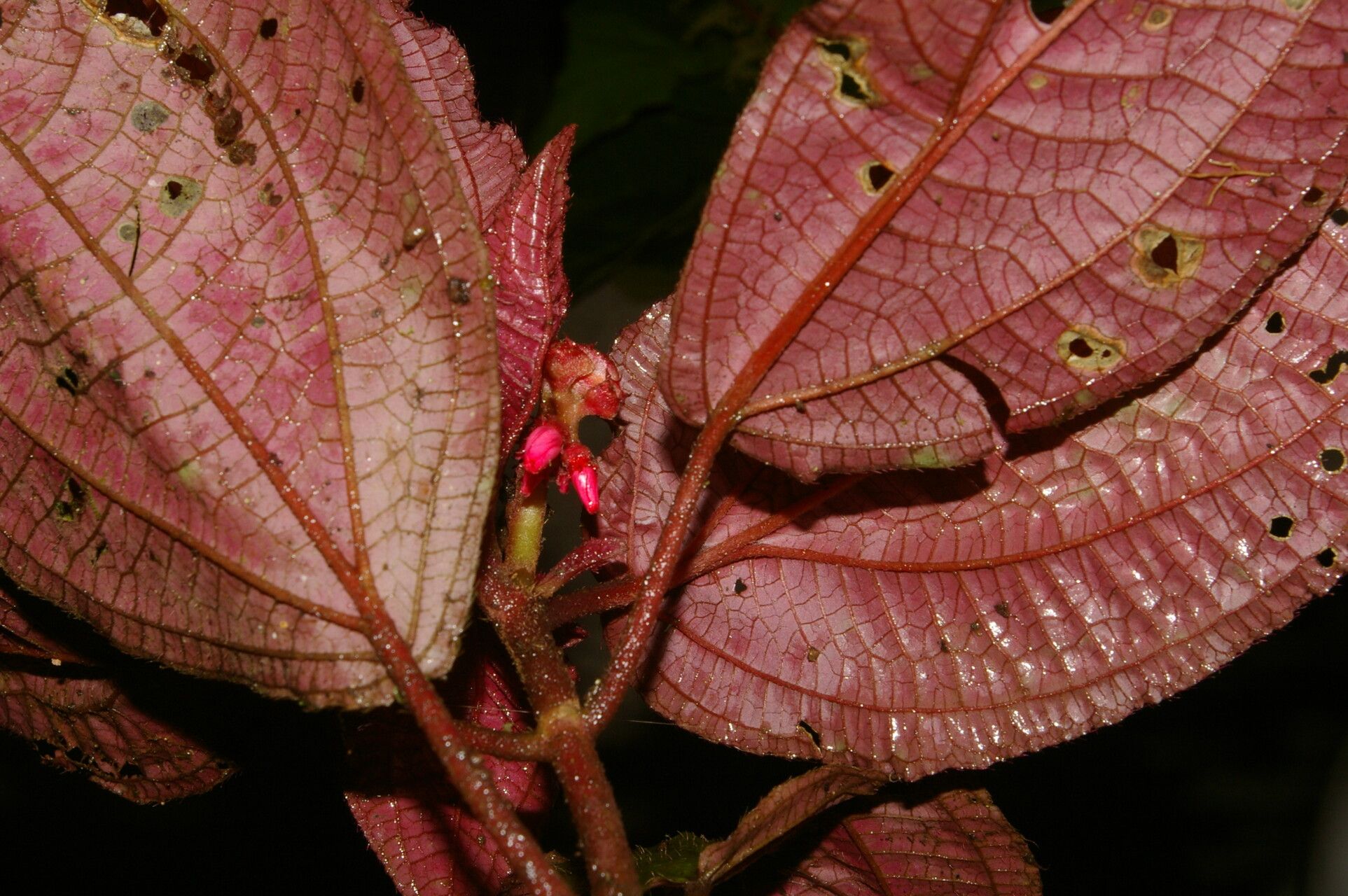 Triolena hirsuta flower
