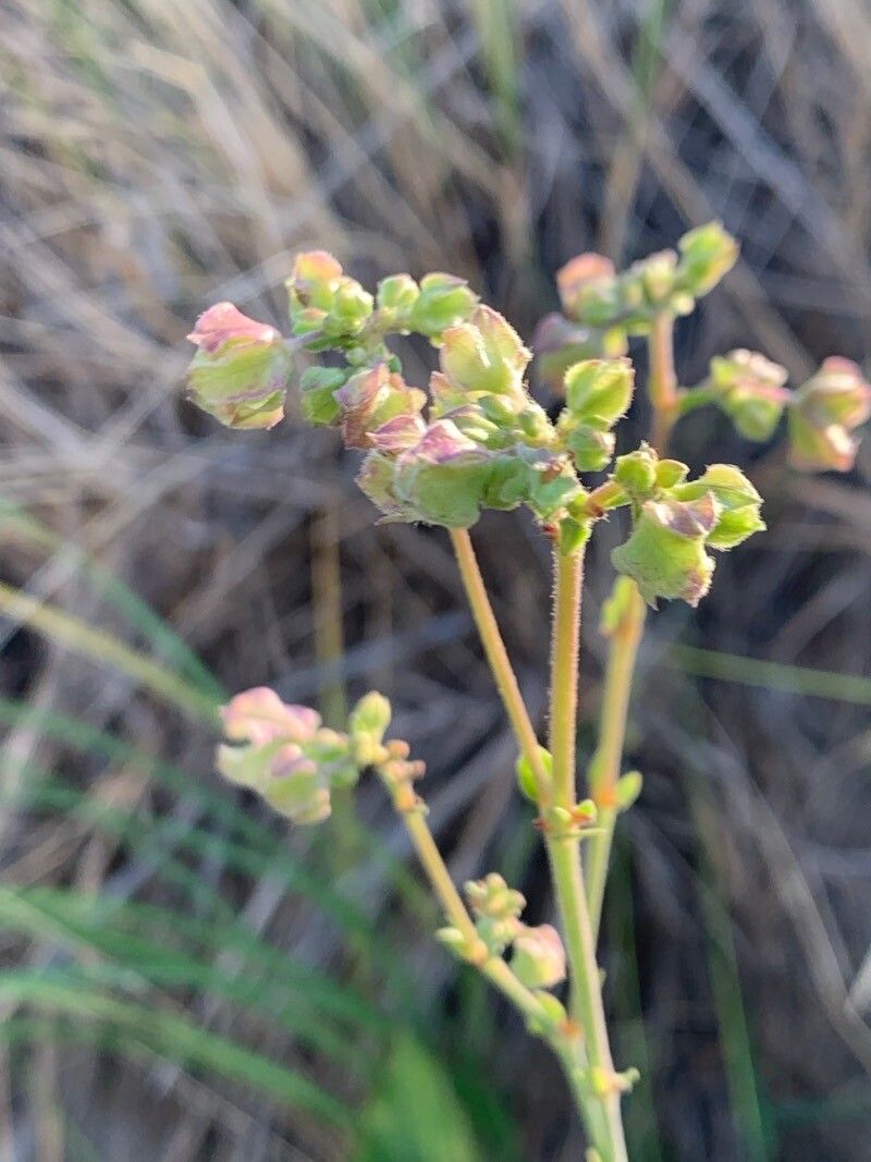 Mirabilis albida flower
