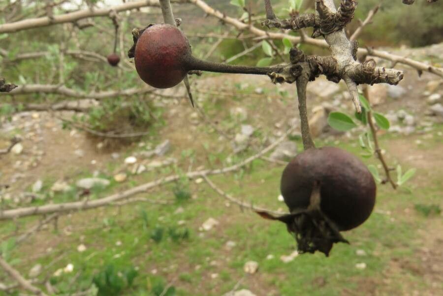 Pyrus spinosa fruit
