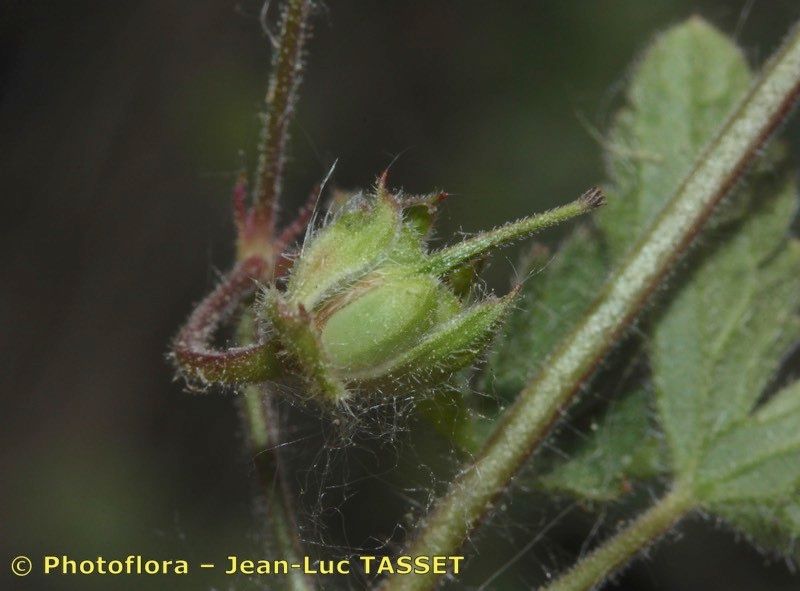 Geranium divaricatum fruit